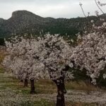 Finca Caruana, escapada gastro a la floración de Sierra Espuña