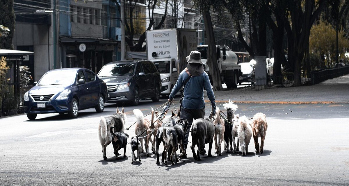 Normas escritas y no escritas para convivir en Madrid con perros