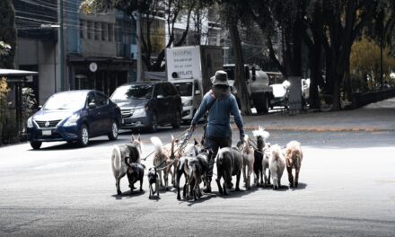 Normas escritas y no escritas para convivir en Madrid con perros