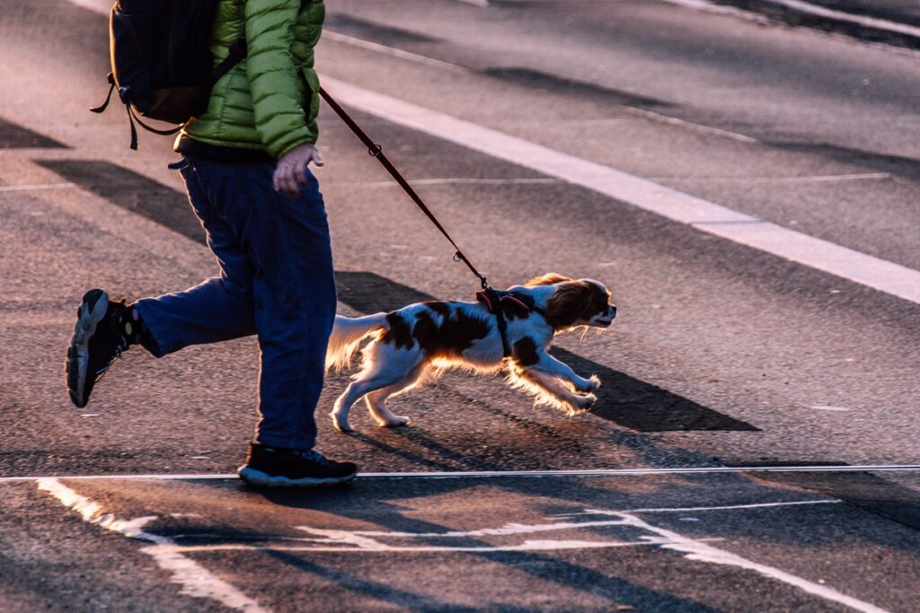 Los perros en Madrid tienen que ir atados, salvo en parques a determinadas horas