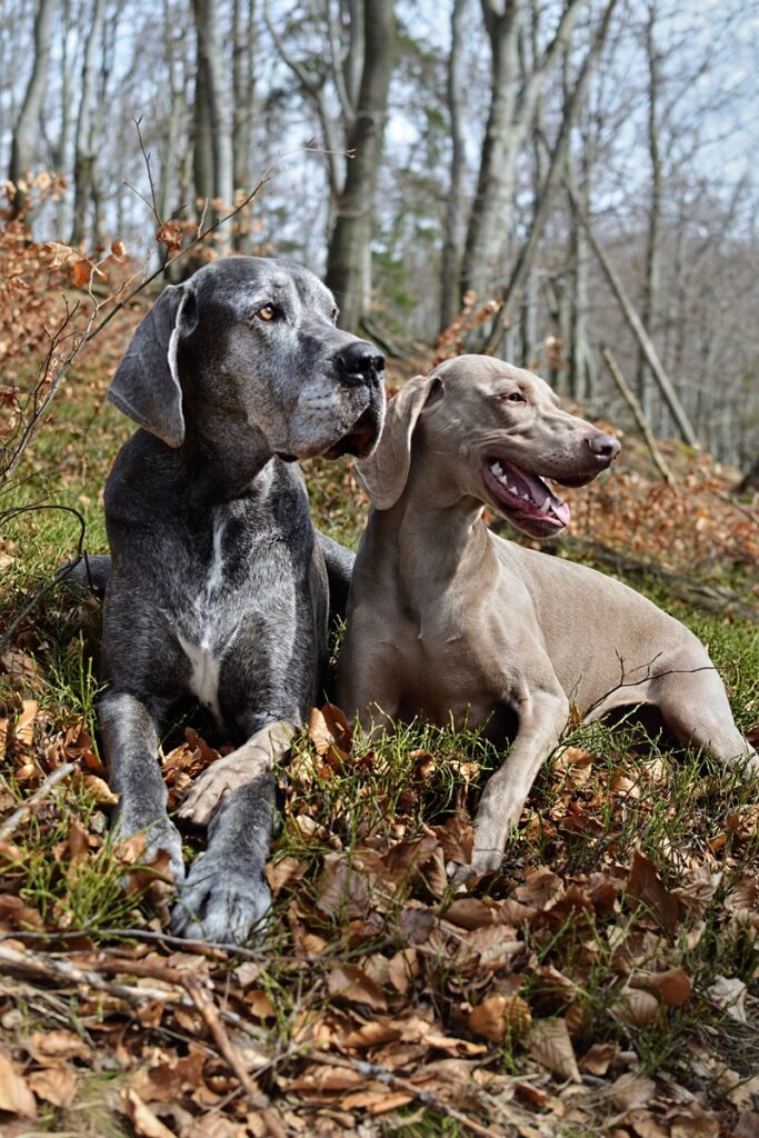 En Madrid existen numerosas zonas para perros
